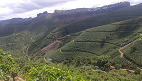 Queda na produção de café