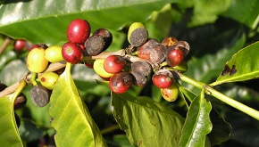 Café importado ameaça estado com oito pragas