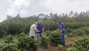 Custo para produzir café arábica sobe 99% em oito anos no Estado